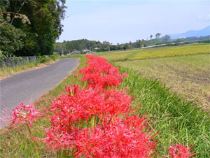 芋例会