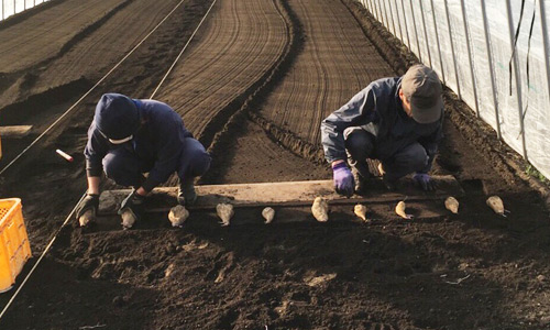 Planting seeds