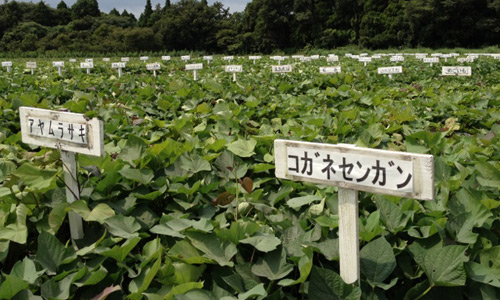 Planting