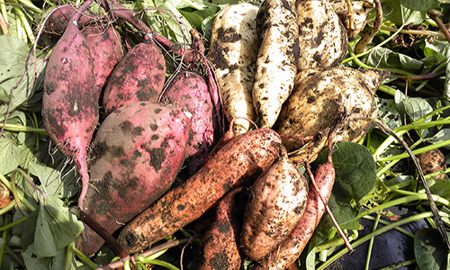 Harvest