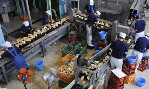 Sorting the sweet potatoes