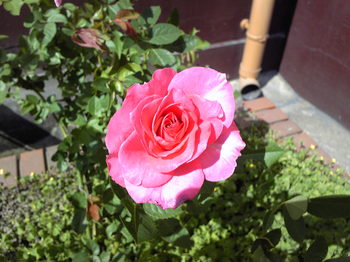 SBSH1091.JPG