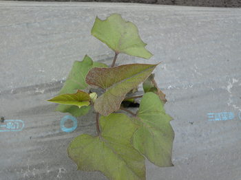 SBSH1589.JPG